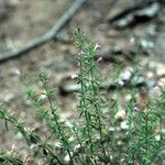 Hedeoma nana Habitus