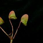 Begonia sikkimensis Habit