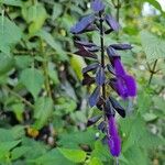 Salvia guaranitica Blomma