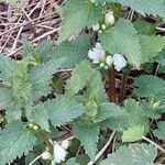 Lamium album Habit