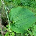 Smilax tamnoides Blatt