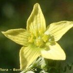Bryonia verrucosa 花