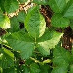 Rubus argutus Blatt