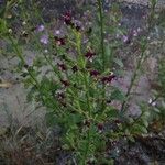 Scrophularia frutescens