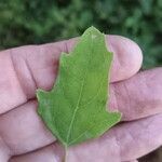 Chenopodium albumBlatt