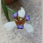 Neomarica gracilis 花