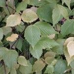 Rhodotypos scandens Leaf