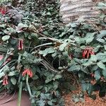Fuchsia triphylla पत्ता