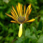 Dimorphotheca sinuata Flower