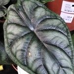 Alocasia baginda Лист