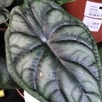 Alocasia baginda Folla