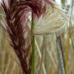 Pennisetum setaceum 叶