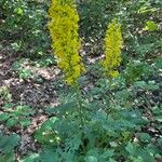 Solidago virgaurea Habitatea