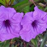 Ipomoea sagittata Blüte