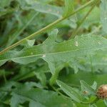 Centaurea decipiens Листок