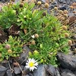 Argyranthemum thalassophilum Habit