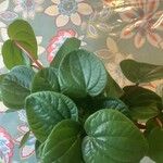 Peperomia albovittata ഇല