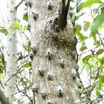 Zanthoxylum caribaeum Bark
