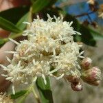 Baccharis salicina Çiçek
