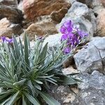 Matthiola incana Habit