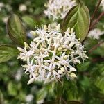 Cornus sanguinea പുഷ്പം