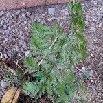 Asplenium daucifolium Leaf