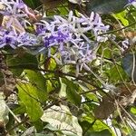 Petrea volubilis Flower
