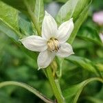 Capsicum annuum Blüte