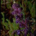 Trichostema lanatum Flor