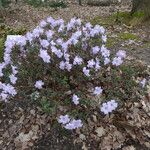 Rhododendron pemakoense Tervik taim