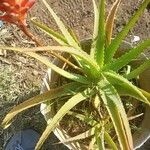 Aloe arborescens Листок