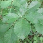 Vitex madiensis Feuille