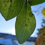 Lonicera periclymenum Blad