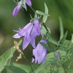 Campanula rapunculoides花