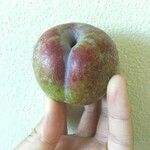 Malus pumila Fruitua