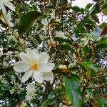 Magnolia laevifoliaFlower