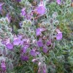 Teucrium marum 花