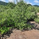 Avicennia germinans Habit