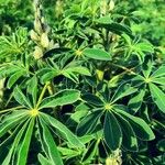 Lupinus albus Hoja