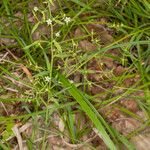 Thesium linophyllon Leaf