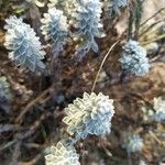 Achillea maritima 葉