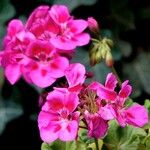 Pelargonium × hybridum फूल