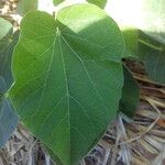 Abutilon exstipulare Leaf