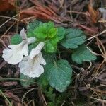 Stachys corsica Foglia