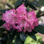 Rhododendron delavayi Çiçek