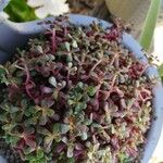 Sedum oreganum Ліст