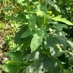 Verbesina macrophylla Yeri