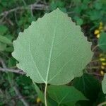 Populus tremula 叶