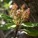 Spiraeanthemum meridionale 花