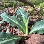 Goodyera oblongifolia Blatt